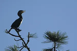 Auritus: Double-Crested Cormorant