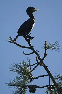 Auritus: Double-Crested Cormorant