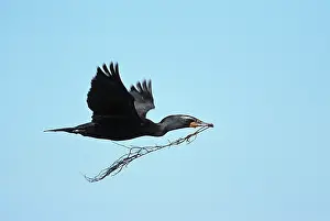 Transporting: Double-Crested Cormorant