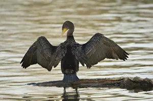 Auritus: Double-Crested Cormorant