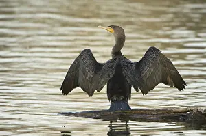 Auritus: Double-Crested Cormorant