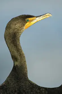 Auritus: Double-Crested Cormorant