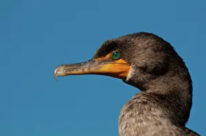 Auritus: Double-crested Cormorant