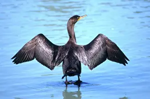 Phalacrocoracidae: Double-crested Cormorant