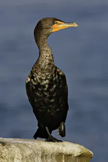 Phalacrocoracidae: Double-Crested Cormorant