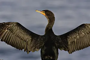 Phalacrocoracidae: Double-Crested Cormorant