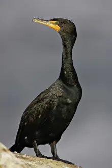 Phalacrocoracidae: Double-Crested Cormorant