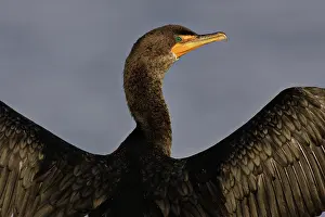 Phalacrocoracidae: Double-Crested Cormorant
