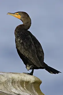 Phalacrocoracidae: Double-Crested Cormorant