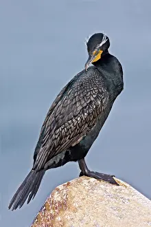 Double: Double Crested Cormorant