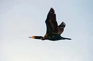 Auritus: Double-crested Cormorant in flight