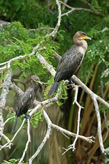 Neotropic: Double-crested Cormorant and Neotropic Cormorant