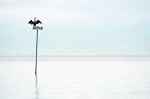 Warning: Double-crested cormorant, Phalacrocorax