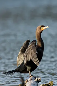 Sunning: A Double-crested Cormorant (Phalacrocorax