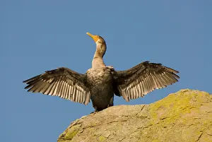 Chordate: Double-crested cormorant, Phalacrocorax
