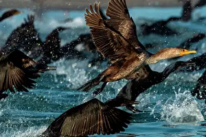 Spatter: Double crested cormorant (Phalacrocorax auritus)