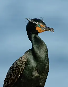 Phalacrocoracidae: Double-crested Cormorant portrait