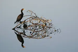 Ding: Double Crested Cormorant - and reflection - Ding Darling