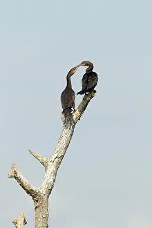 Squabbling: Double-crested Cormorant - squabbling over perch