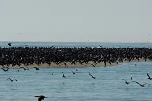 Sandbar: Double-crested Cormorants