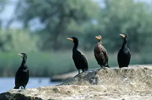 Phalacrocoracidae: Double Crested Cormorants