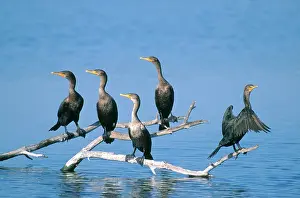 Ding: Double Crested Cormorants