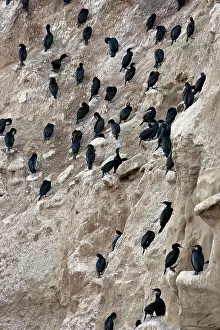Auritus: Double Crested Cormorants Nesting