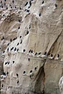 Auritus: Double Crested Cormorants Nesting