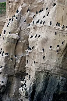 Phalacrocoracidae: Double Crested Cormorants Nesting