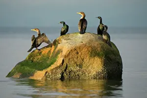 Double: Double-crested cormorants, Phalacrocorax