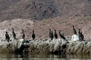 Phalacrocoracidae: Double-crested Cormorants (Phalacrocorax auritus)