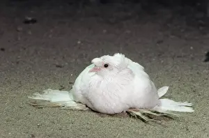 Bred: Double-crested Trumpeter Pigeon