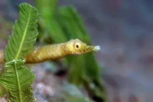 Pipefish: Double-ended pipefish (Trachyrhamphus bicoarctatus)
