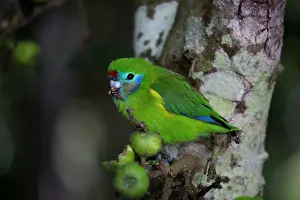 Figs: Double-eyed Fig Parrot - eating figs in rainforest