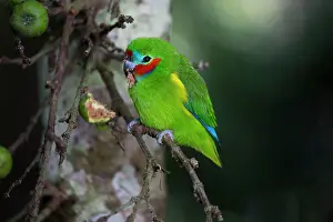 Figs: Double-eyed Fig Parrot - eating figs in rainforest