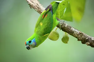 Hangs: Double-eyed Fig-Parrot - female adult hangs up