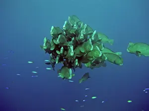 Muricatum: Double-headed / Bumphead / Green Humphead / Giant