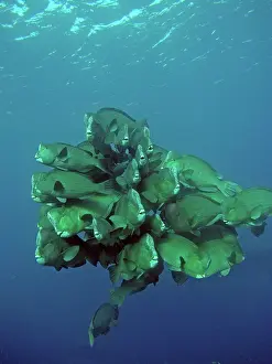 Muricatum: Double-headed / Bumphead / Green Humphead / Giant