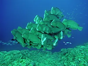 Muricatum: Double-headed / Bumphead / Green Humphead / Giant