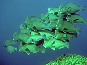 Muricatum: Double-headed / Bumphead / Green Humphead / Giant