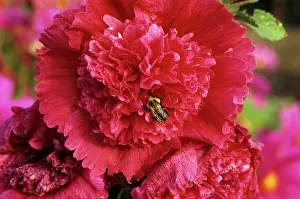 Pollinate: Double Hollyhock with Bee