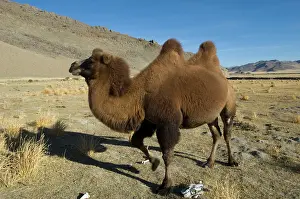 Warmth: Double humped bactrian camel