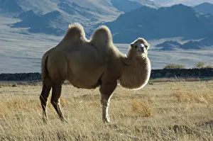 Bactrian: Double humped bactrian camel