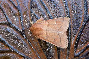Mythimna: Double Line Moth - Summer