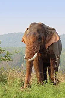 Masth: Double-masth Indian Elephant, Corbett National