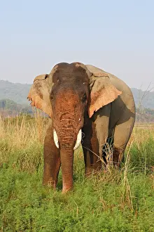 Masth: Double-masth Indian Elephant, Corbett National