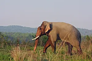 Masth: Double-masth Indian Elephant, Corbett National