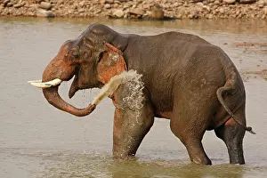 Indicus: Double-masth Indian Elephant taking bath, Corbett