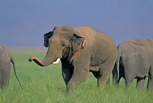 Musth: Double musth Asian / Indian Elephant approaching the female
