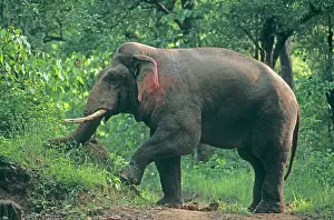 Musth: Double - musth Asian / Indian Elephant breaking